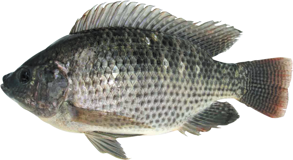 Tilapia Vidé Écaillé 450-600g (1280x960), Png Download