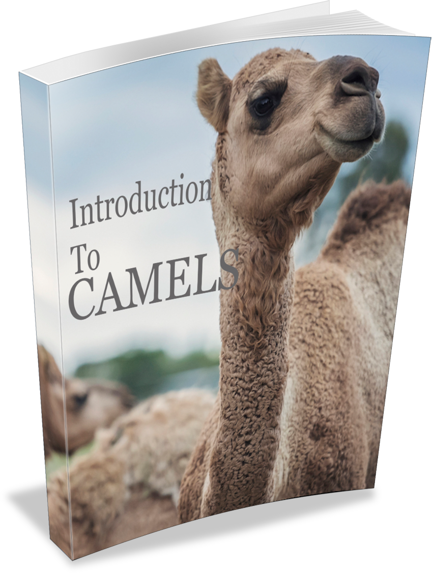 Camel Books - Book (849x1126), Png Download