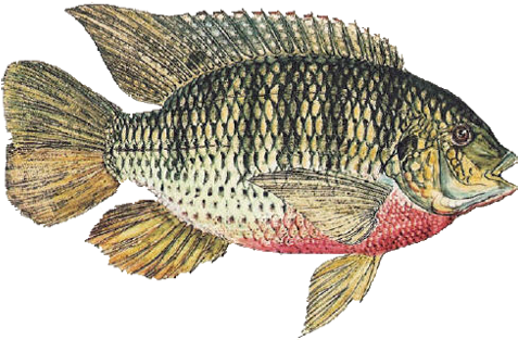 Tilapia Macrochir - Red Breast Kurper (500x321), Png Download