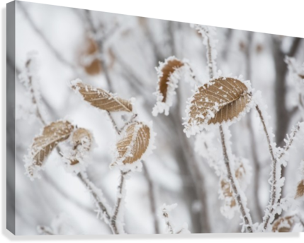 Calgary, Alberta, Canada - Posterazzi Dpi1873301 Calgary, Alberta, Canada - Frost (429x344), Png Download