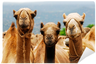 Camel Milk (400x400), Png Download