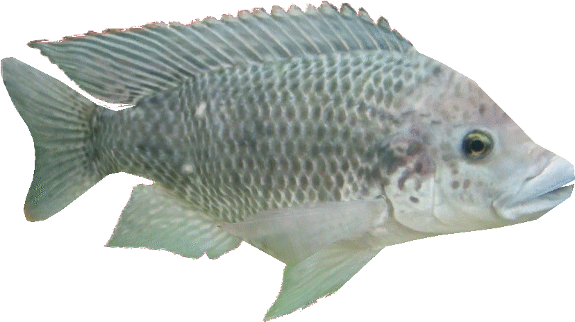 Tilapiaam - Carp (864x864), Png Download