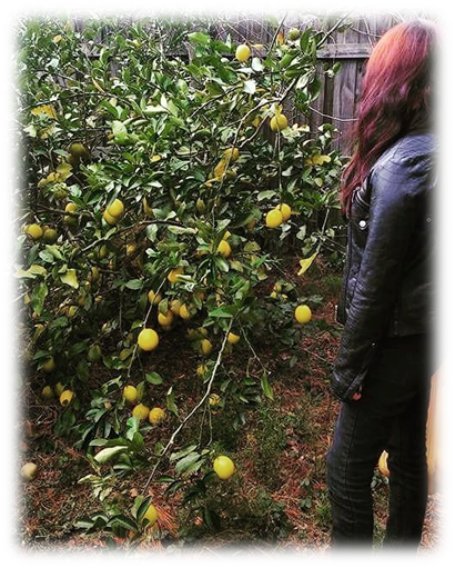 This Is My Meyer Lemon Tree - Quince (410x511), Png Download