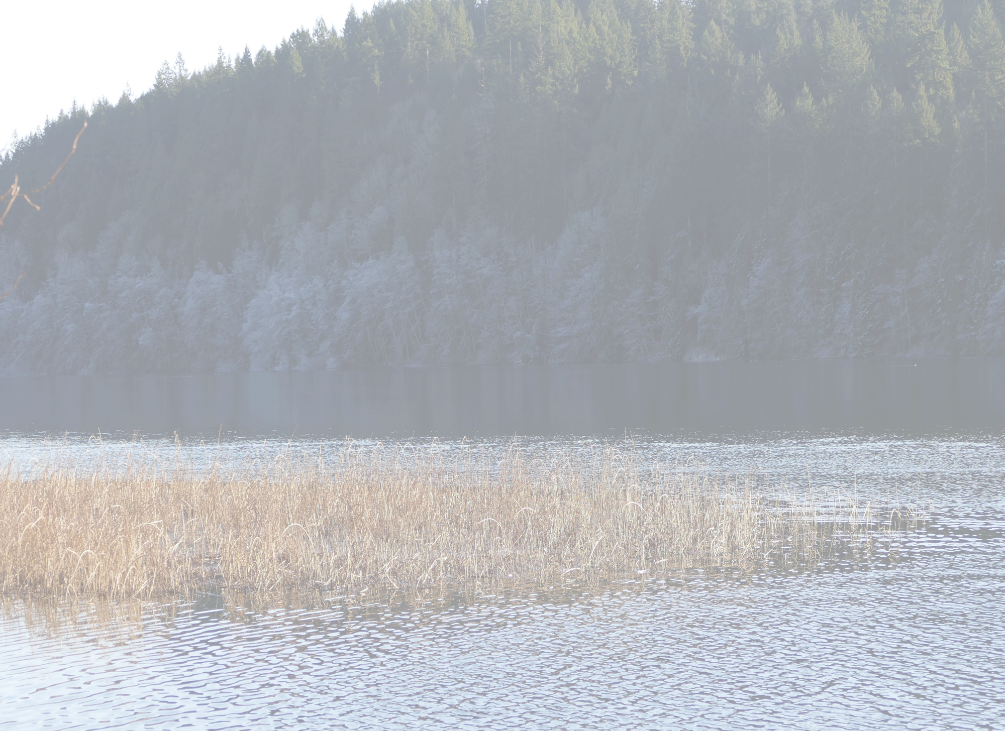 Classical Guitarist Deborah Anderson Makes Her Home - Freshwater Marsh (2000x1456), Png Download