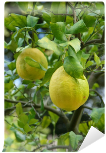 Lime (400x400), Png Download