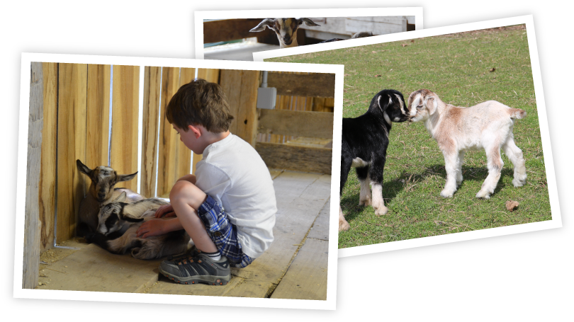 Gabby Goats - Goat (810x455), Png Download