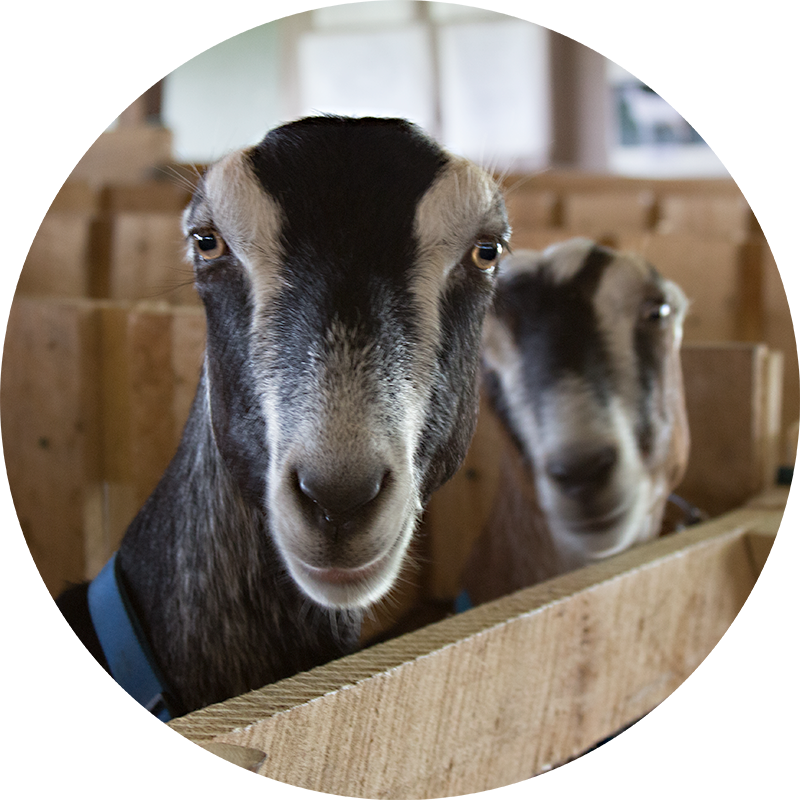Lamancha Does - American Dairy Goat Association (800x800), Png Download