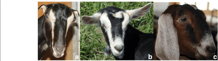 Goat Breeds With Different Ears Size - Goat (850x205), Png Download