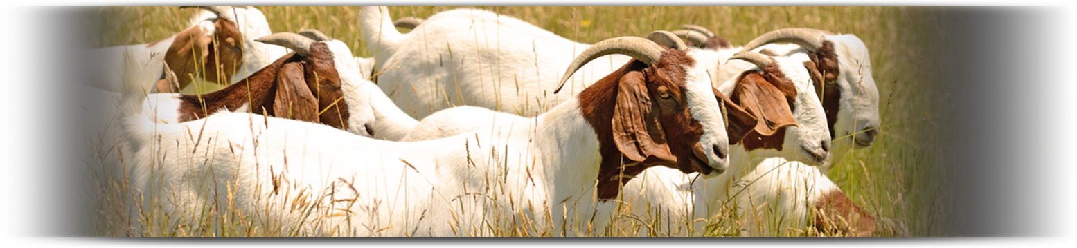 Goat (1555x359), Png Download
