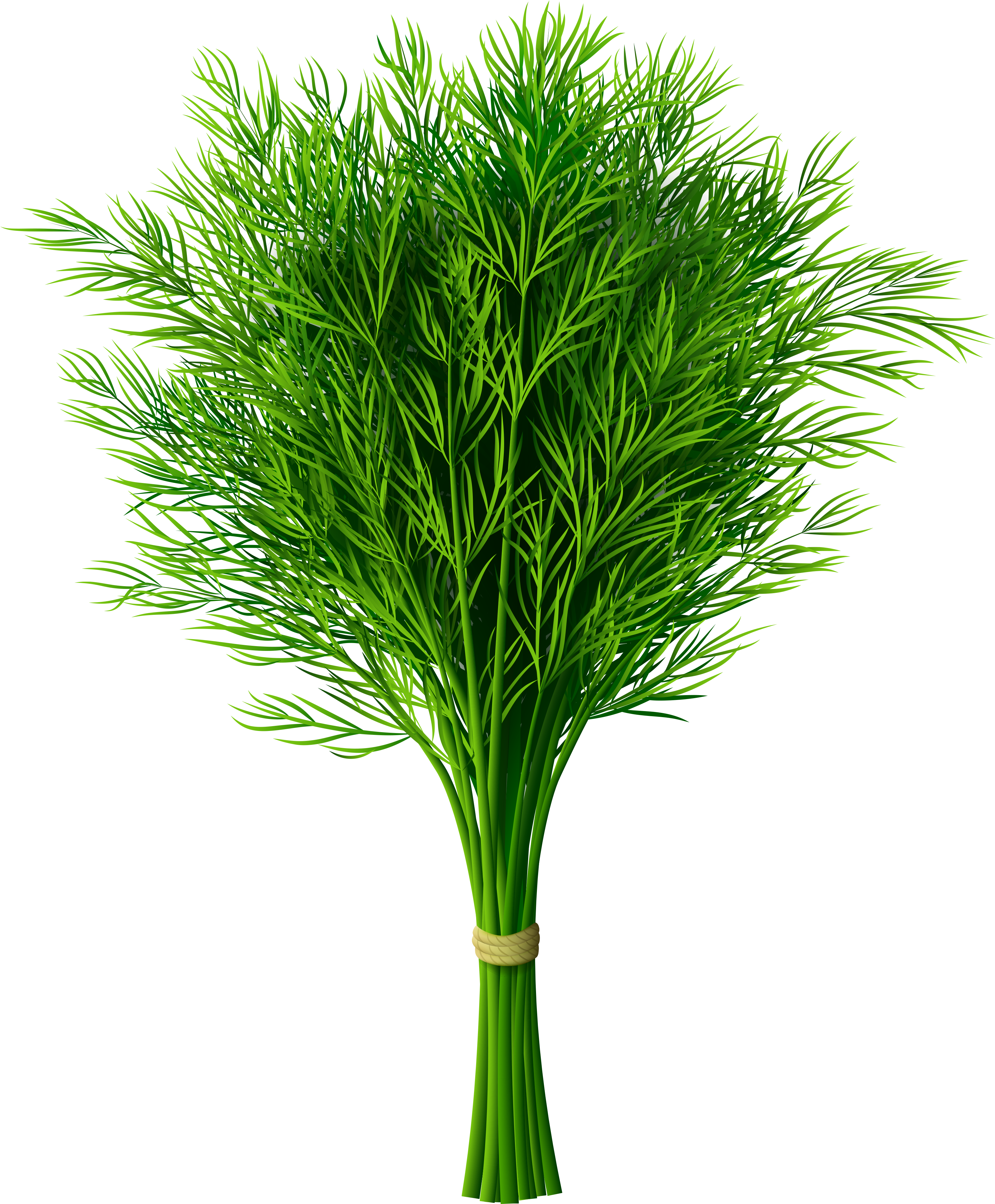 Source - Gallery - Yopriceville - Com - Report - Vegetable - Dill Cartoon Png (3426x4121), Png Download