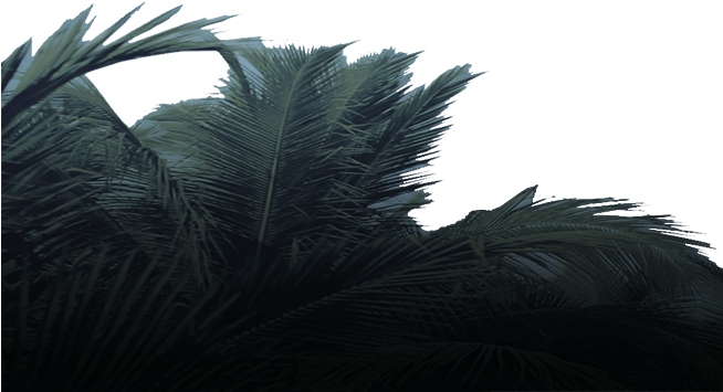 Must Uncover His Heritage, And Believe The Ancient - Attalea Speciosa (653x367), Png Download