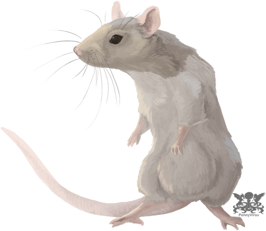 Horoscopo Chino 2016 La Rata Trabajo - Horóscopo Chino 2018 Rata (600x500), Png Download