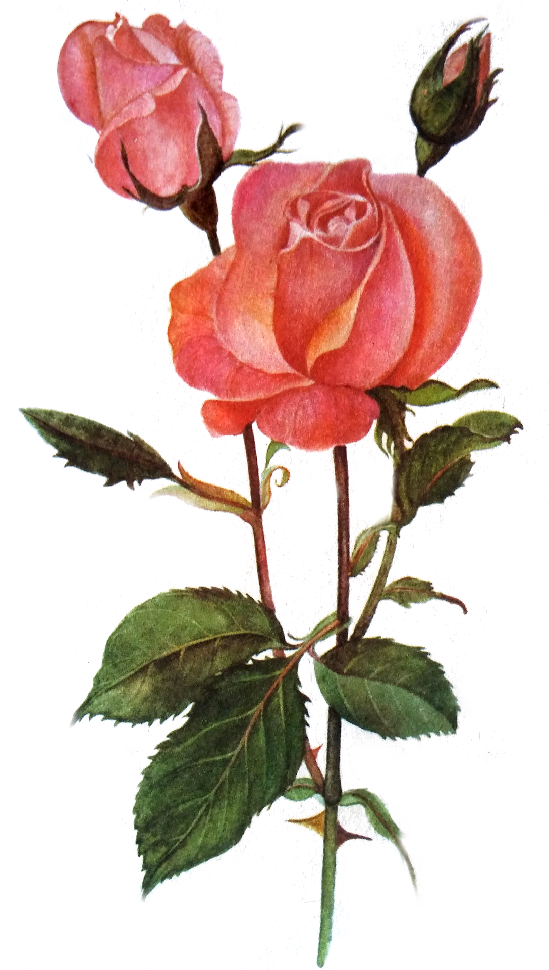 Good Morning (1088x1920), Png Download