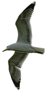 Nature, Sky, Bird, Seagull, Dramatic, Fly, Clouds - Laughing Gull (960x611), Png Download