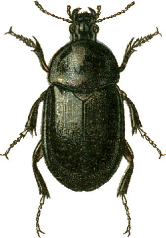 Ablattaria Cribrata Jacobson - Pangus Scaritides (336x482), Png Download