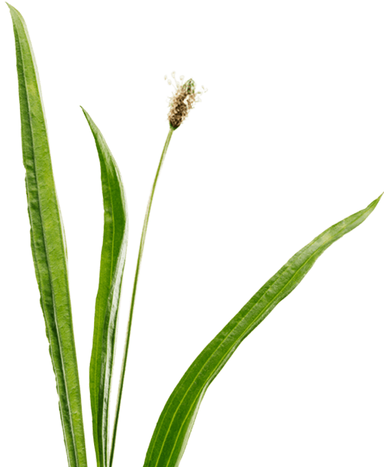 Plantain - Arrowgrass Family (559x680), Png Download