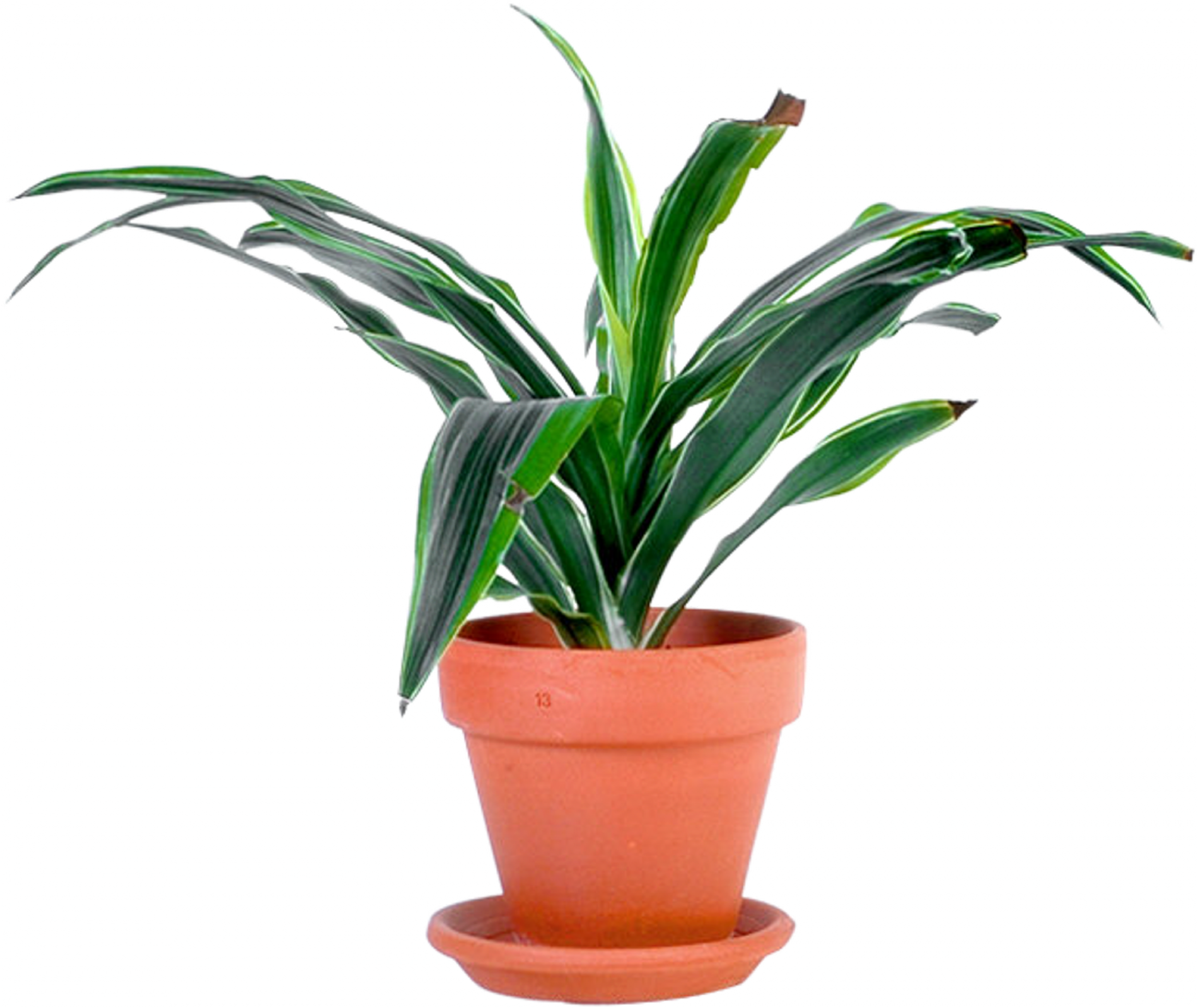 Outdoor Potted Plants Png - Potted Plant Transparent Png (1900x1600), Png Download