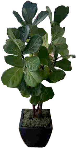 Bonsai (310x574), Png Download