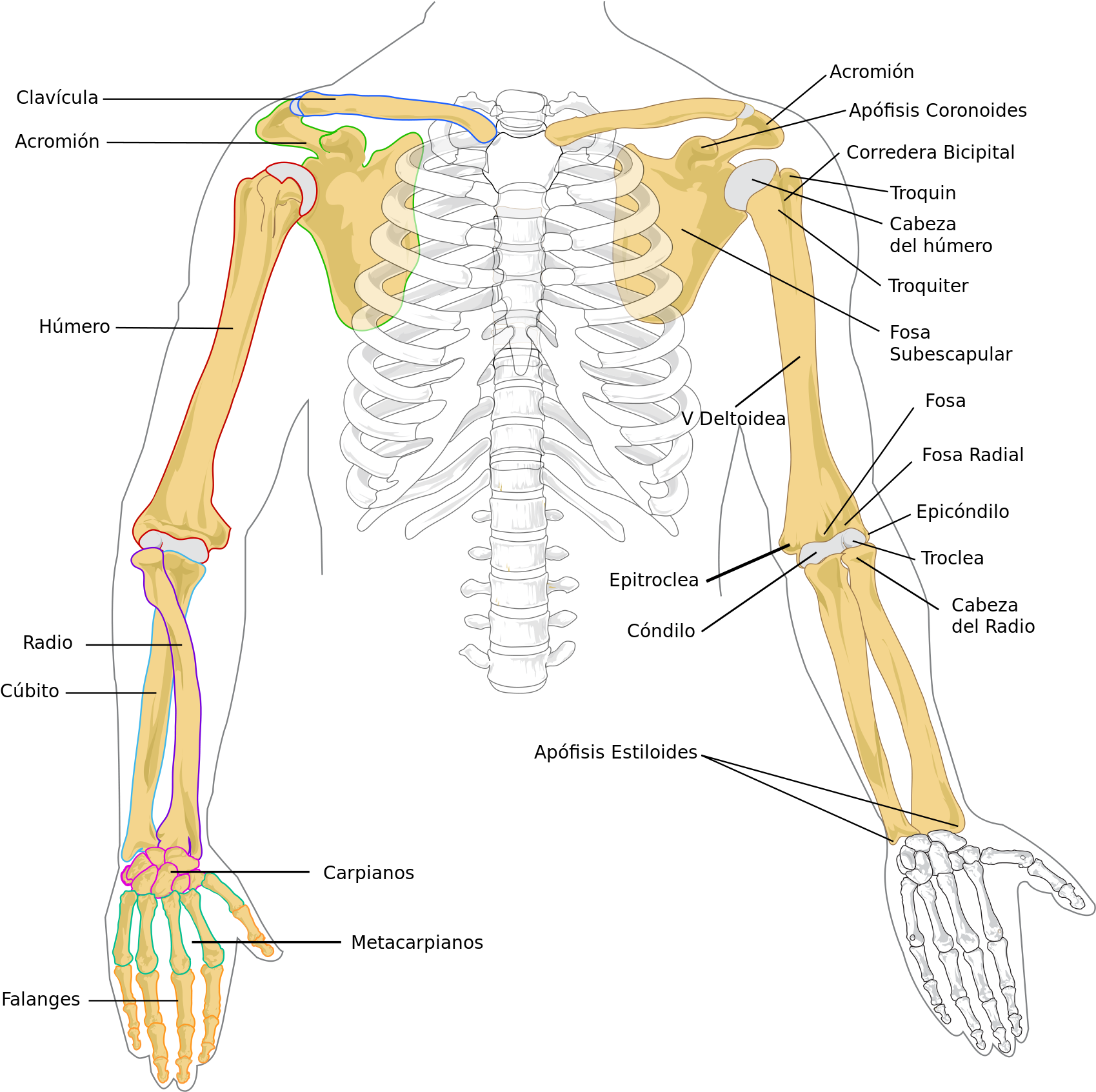 Open - Arm And Shoulder Girdle (2000x1753), Png Download