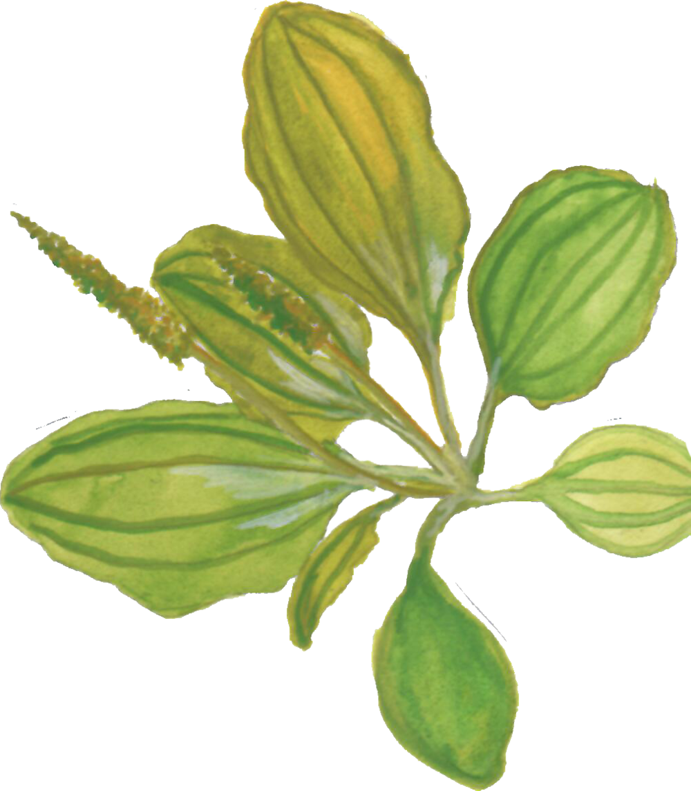 Plantain (1000x1144), Png Download
