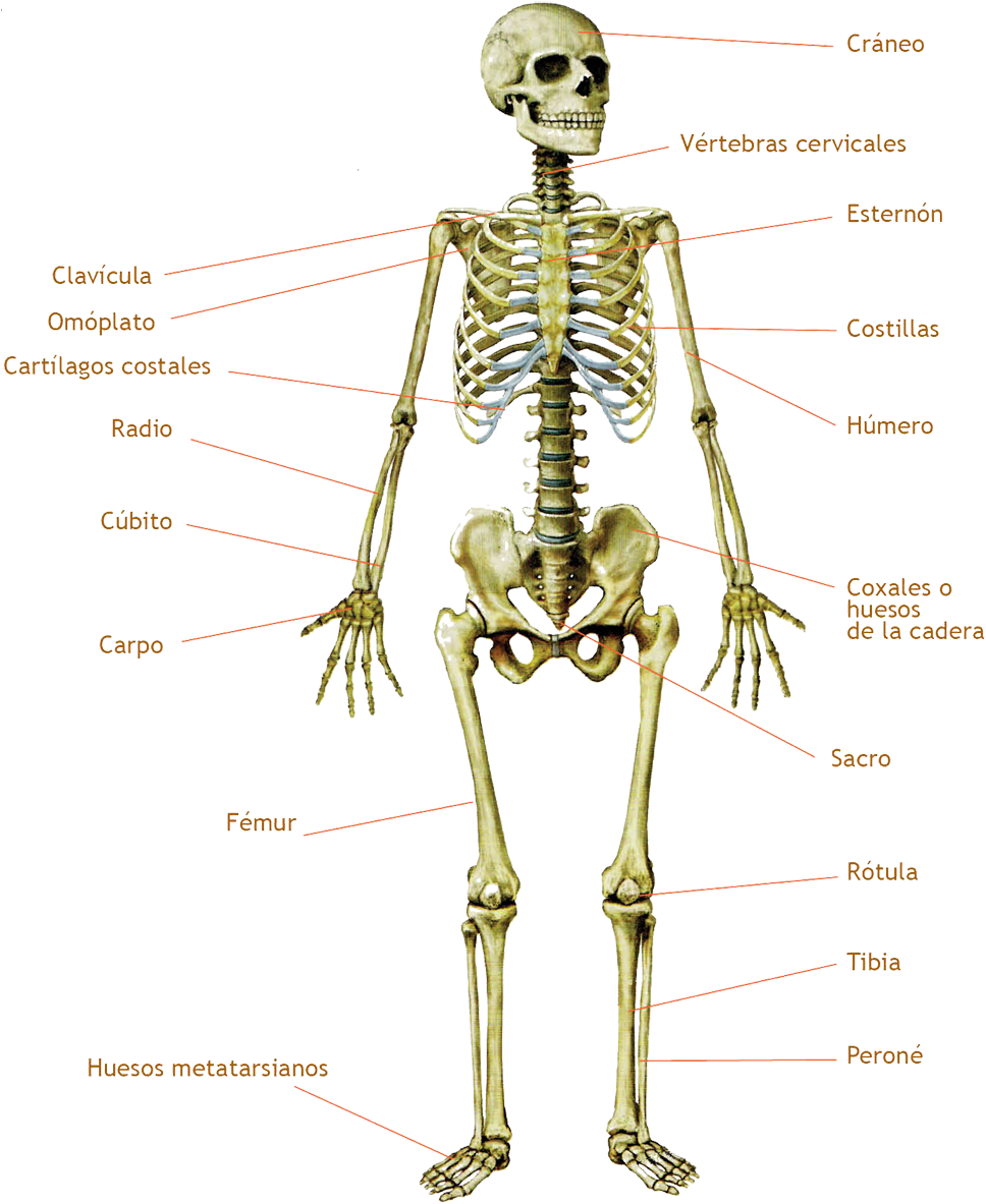 Los Huesos - Bone (1089x1313), Png Download