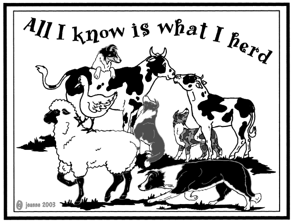 Border Collie All I Herd (585x585), Png Download
