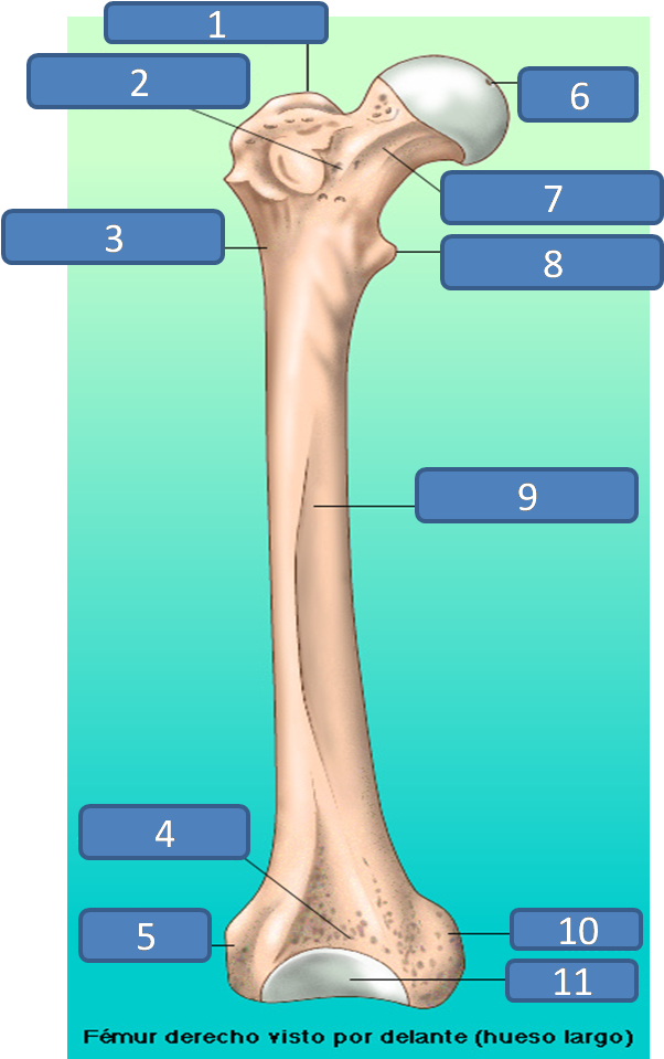 Estructura Del Femur (603x975), Png Download