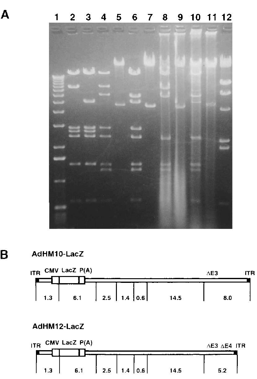 Restriction Endonuclease Analysis - Number (829x1222), Png Download