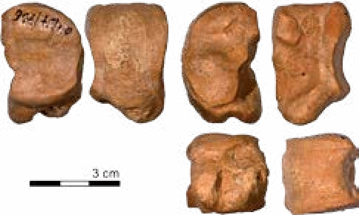 Caballo Salvaje - Huesos Del Carpo Png (727x435), Png Download