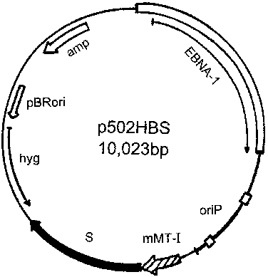 Scheme Of The P502hbs Vector - Circle (376x389), Png Download