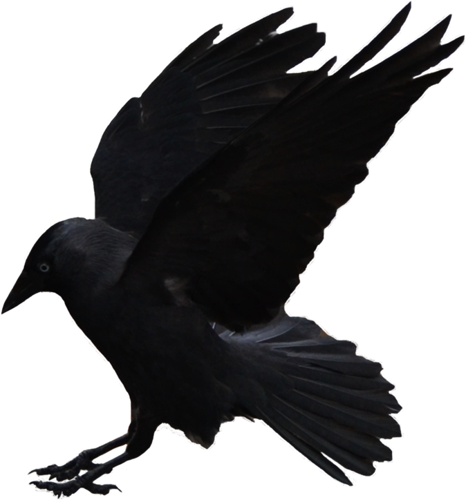 Flying Crows Png Download - Jackdaw1 Stock By Frank (1024x1089), Png Download