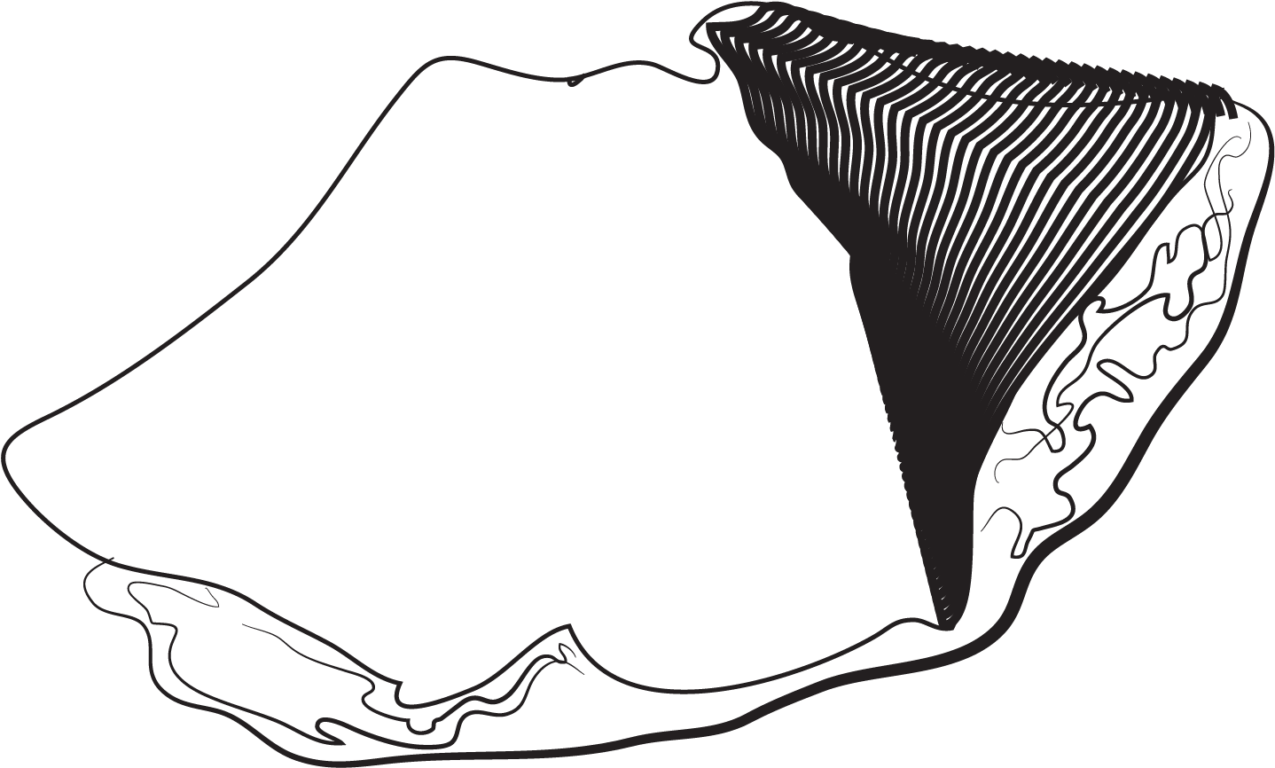 Nuevo Leon - Sketch (1800x1800), Png Download