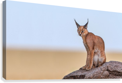 Caracal On Mars Canvas Print - Trademark Art 'caracal On Mars' Photographic Print (429x292), Png Download