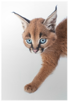 Caracal Baby Kitten On White Background Poster • Pixers® - Caracal Sur Fond Blanc (400x400), Png Download