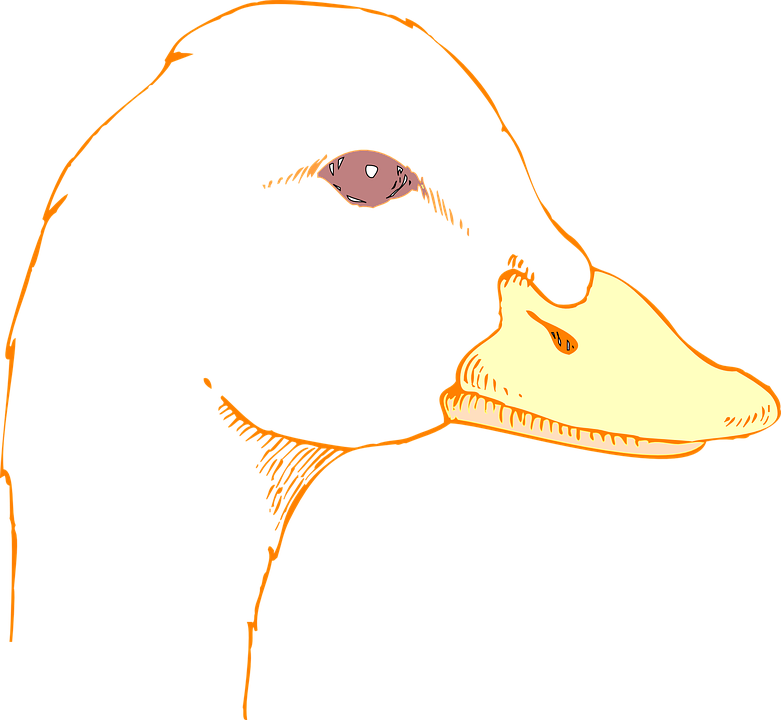 Clipart Duck Duck Beak - Draw A Duck Head (781x720), Png Download