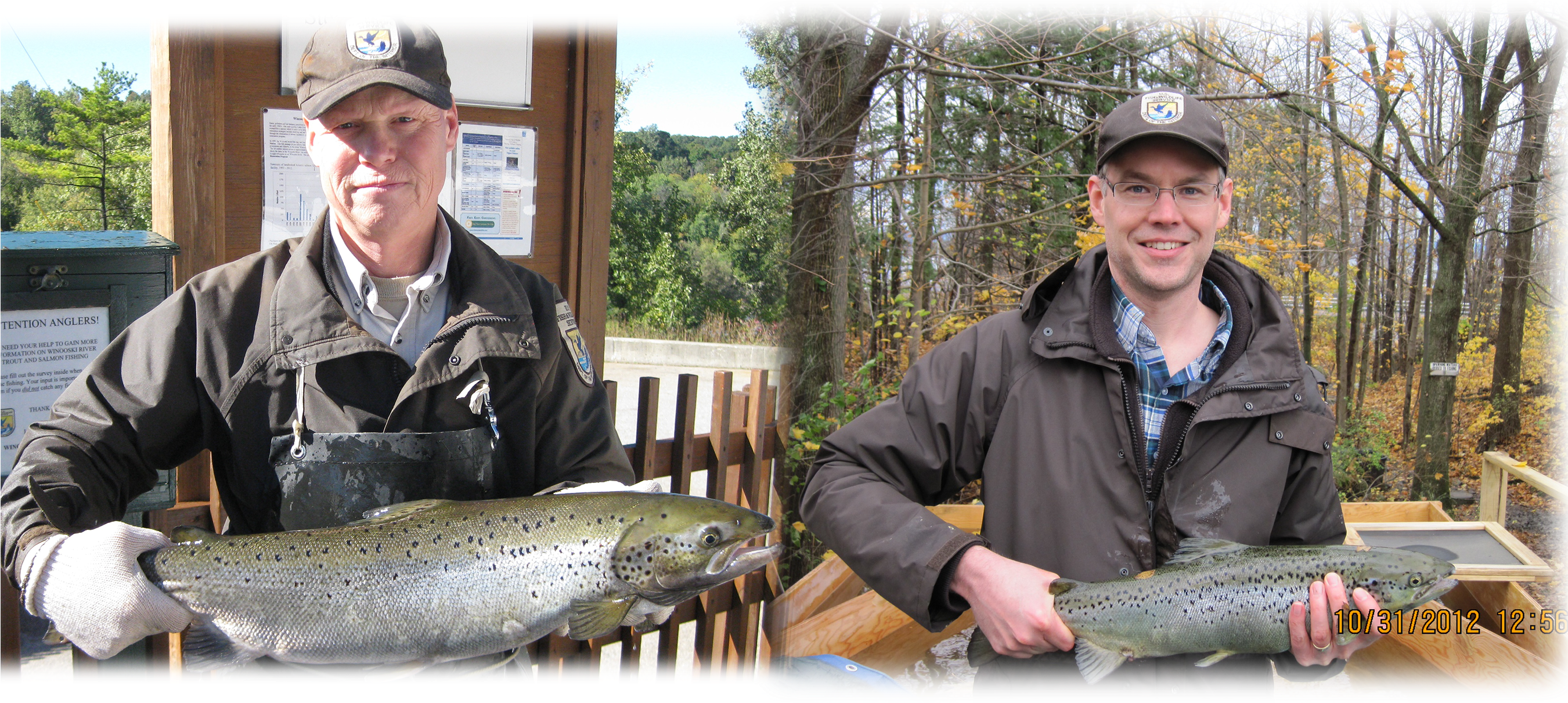 Bill And Nick Are Fisheries Biologists Working To Restore - Pull Fish Out Of Water (2700x1242), Png Download