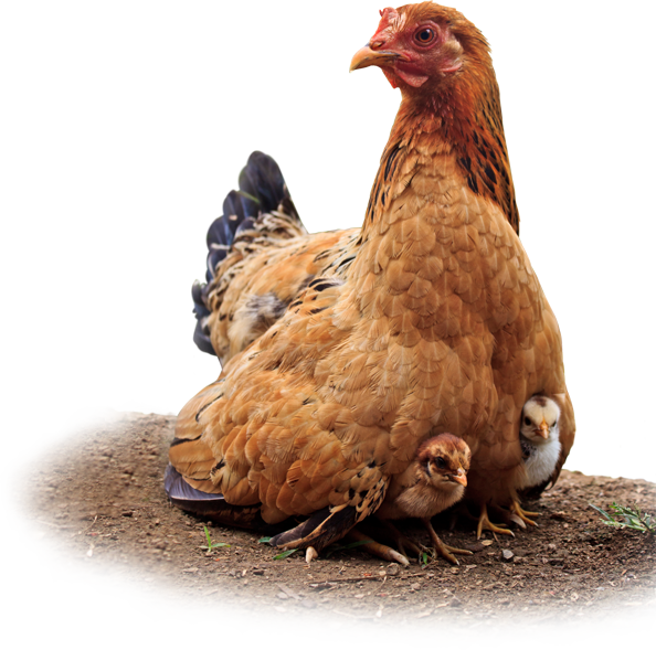 Huevos De Gallina Feliz - Chicken (594x589), Png Download