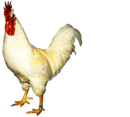Bienvenidos/as A La Web De La Gallina Del Sobrarbe - Rooster (650x400), Png Download