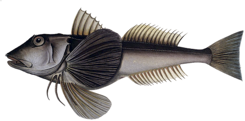 Tub Gurnard (500x250), Png Download