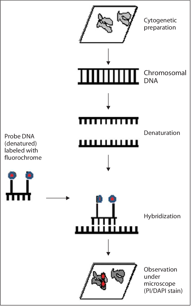 Various Steps Of Fish Procedure - Science (770x1234), Png Download