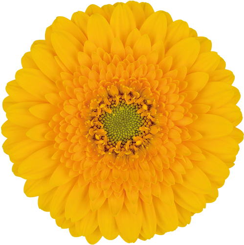 Springtime® - Color (600x600), Png Download