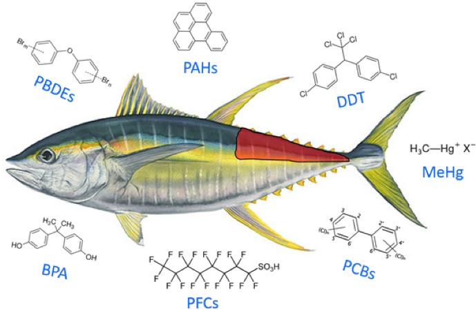 Environmental Science Human Exposure And Public Health - Yellow Fin Tuna (688x482), Png Download