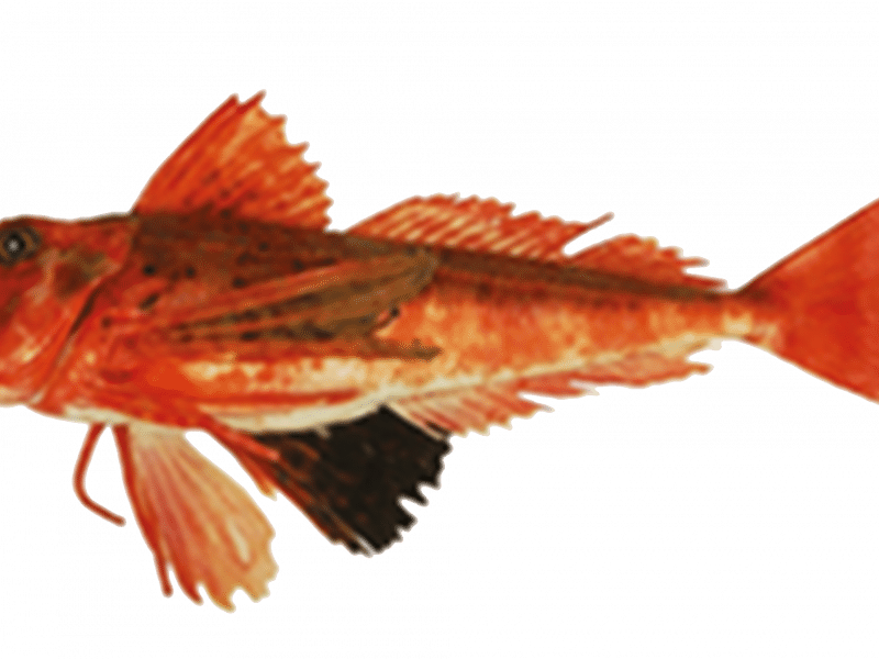 Borracho Read More - Streaked Gurnard (800x600), Png Download