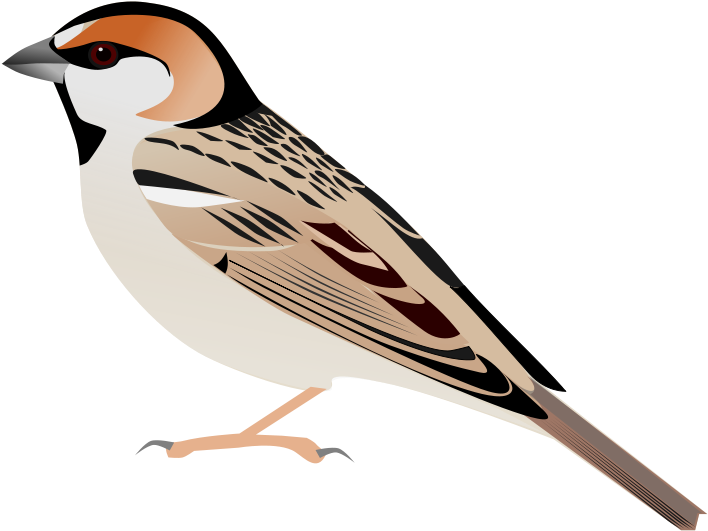 240 × 240 Pixels - Sparrow Vector Png (768x768), Png Download