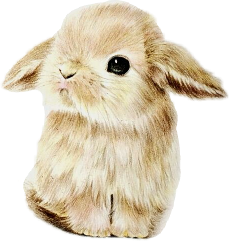 Bunny Iphone Background (458x483), Png Download