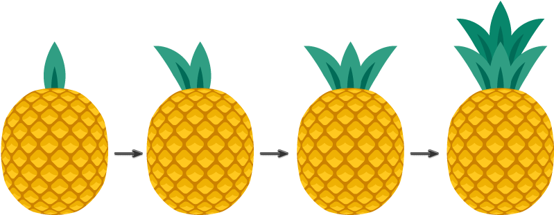 Placing The Leaves On The Pineapple - Pineapple (850x387), Png Download