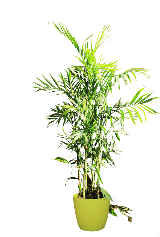 If You Like This Template And Want To Use Them, Please - Houseplant (600x800), Png Download