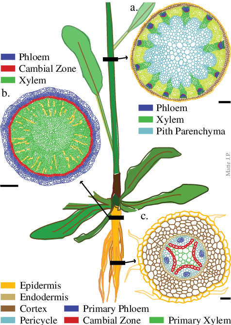 Arabidopsis Plant With Transverse Sections Of Three - Plant Stem (476x670), Png Download