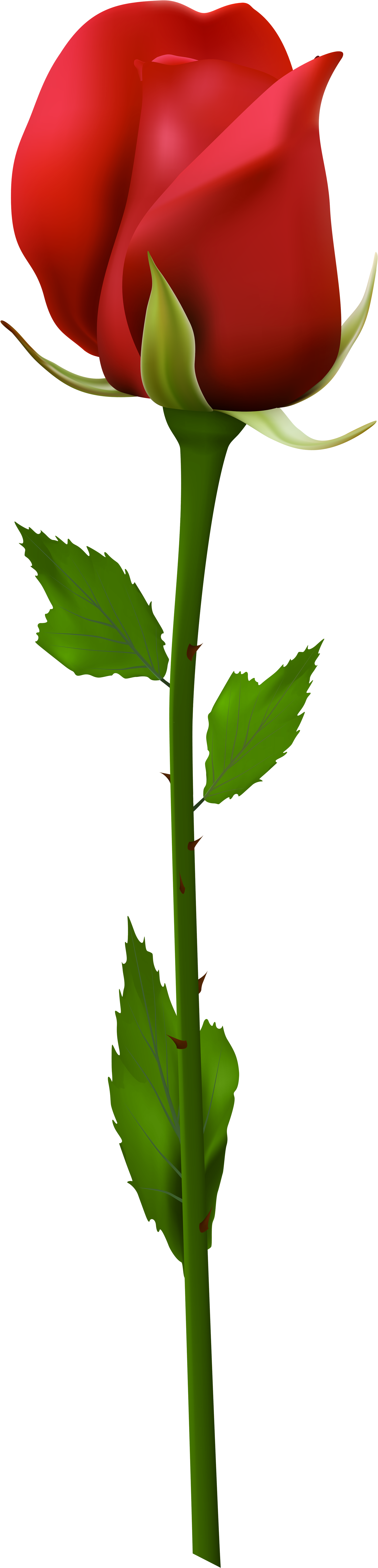 Red Flower Clipart Stem Clipart - Red Rose Stem Png (2052x8000), Png Download