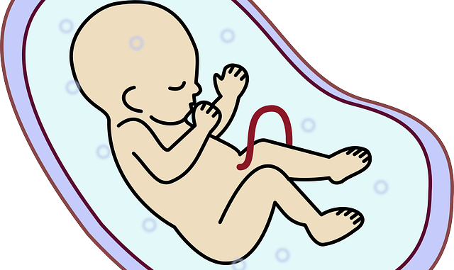 Praying For My Unborn Baby In The Womb - Embriyo Png (640x381), Png Download